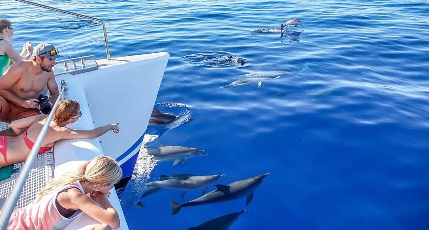 Dolphin and whale watching- What's the best time to see dolphin and whales in Madeira